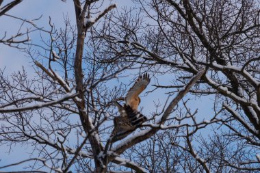 Bu güzel kırmızı omuzlu şahinler ağacın tepesindeydiler. Diğerine gelen kişi bir erkek ve bir dişi olduğunu gösteriyor. Dalları karla kaplıydı..