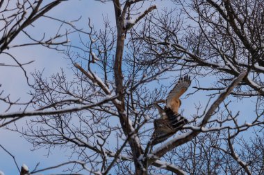 Bu güzel kırmızı omuzlu şahinler ağacın tepesindeydiler. Diğerine gelen kişi bir erkek ve bir dişi olduğunu gösteriyor. Dalları karla kaplıydı..