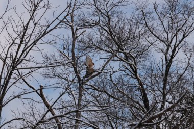 Bu güzel kırmızı omuzlu şahinler ağacın tepesindeydiler. Diğerine gelen kişi bir erkek ve bir dişi olduğunu gösteriyor. Dalları karla kaplıydı..