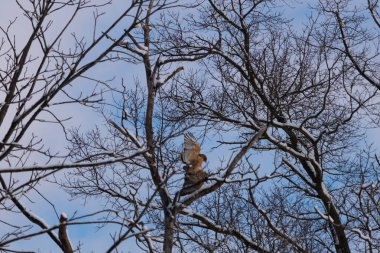Bu güzel kırmızı omuzlu şahinler ağacın tepesindeydiler. Diğerine gelen kişi bir erkek ve bir dişi olduğunu gösteriyor. Dalları karla kaplıydı..
