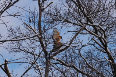 Bu güzel kırmızı omuzlu şahinler ağacın tepesindeydiler. Diğerine gelen kişi bir erkek ve bir dişi olduğunu gösteriyor. Dalları karla kaplıydı..