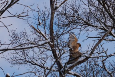 Bu güzel kırmızı omuzlu şahinler ağacın tepesindeydiler. Diğerine gelen kişi bir erkek ve bir dişi olduğunu gösteriyor. Dalları karla kaplıydı..