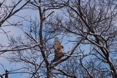 Bu güzel kırmızı omuzlu şahinler ağacın tepesindeydiler. Diğerine gelen kişi bir erkek ve bir dişi olduğunu gösteriyor. Dalları karla kaplıydı..