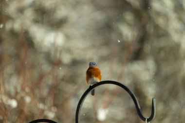 Bu küçük şirin mavi kuş bu metal çubuğa tünemişti. Bu kuşun güzel mavi tüyleri turuncu paslı göbekten dışarı çıkıyor. Küçük siyah gözleri yiyecek arıyor..