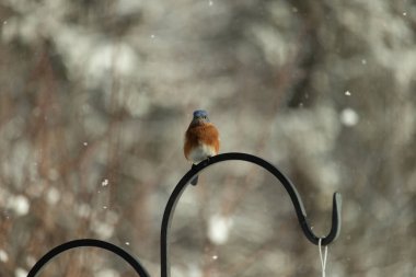 Bu küçük şirin mavi kuş bu metal çubuğa tünemişti. Bu kuşun güzel mavi tüyleri turuncu paslı göbekten dışarı çıkıyor. Küçük siyah gözleri yiyecek arıyor..