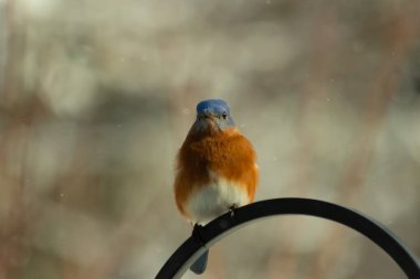 Bu küçük şirin mavi kuş bu metal çubuğa tünemişti. Bu kuşun güzel mavi tüyleri turuncu paslı göbekten dışarı çıkıyor. Küçük siyah gözleri yiyecek arıyor..