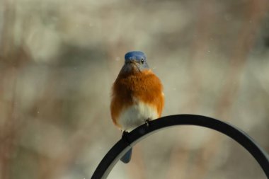 Bu küçük şirin mavi kuş bu metal çubuğa tünemişti. Bu kuşun güzel mavi tüyleri turuncu paslı göbekten dışarı çıkıyor. Küçük siyah gözleri yiyecek arıyor..