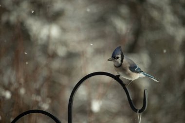 Bu güzel mavi karga bu resimdeki metal kancaya tünemişti. Bu kuşun etrafına kar taneleri yağıyor. Tüylerinin renkleri göze çarpıyor. Mohawk 'ı dimdik ayakta duruyor..