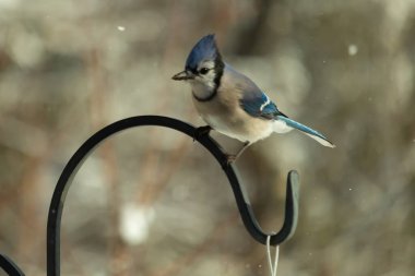 Bu güzel mavi karga bu resimdeki metal kancaya tünemişti. Bu kuşun etrafına kar taneleri yağıyor. Tüylerinin renkleri göze çarpıyor. Mohawk 'ı dimdik ayakta duruyor..