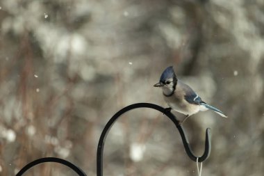 Bu güzel mavi karga bu resimdeki metal kancaya tünemişti. Bu kuşun etrafına kar taneleri yağıyor. Tüylerinin renkleri göze çarpıyor. Mohawk 'ı dimdik ayakta duruyor..