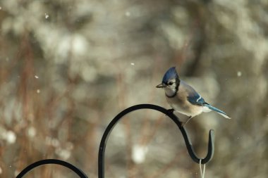 Bu güzel mavi karga bu resimdeki metal kancaya tünemişti. Bu kuşun etrafına kar taneleri yağıyor. Tüylerinin renkleri göze çarpıyor. Mohawk 'ı dimdik ayakta duruyor..