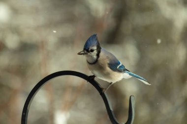 Bu güzel mavi karga bu resimdeki metal kancaya tünemişti. Bu kuşun etrafına kar taneleri yağıyor. Tüylerinin renkleri göze çarpıyor. Mohawk 'ı dimdik ayakta duruyor..