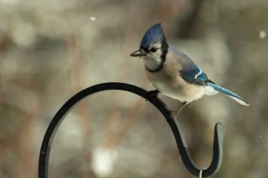 Bu güzel mavi karga bu resimdeki metal kancaya tünemişti. Bu kuşun etrafına kar taneleri yağıyor. Tüylerinin renkleri göze çarpıyor. Mohawk 'ı dimdik ayakta duruyor..