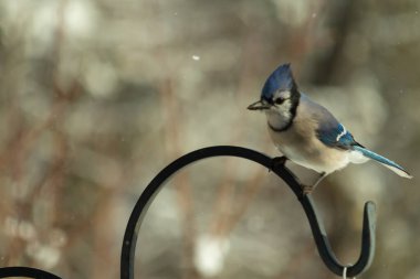 Bu güzel mavi karga bu resimdeki metal kancaya tünemişti. Bu kuşun etrafına kar taneleri yağıyor. Tüylerinin renkleri göze çarpıyor. Mohawk 'ı dimdik ayakta duruyor..
