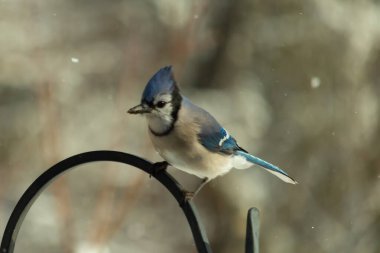 Bu güzel mavi karga bu resimdeki metal kancaya tünemişti. Bu kuşun etrafına kar taneleri yağıyor. Tüylerinin renkleri göze çarpıyor. Mohawk 'ı dimdik ayakta duruyor..