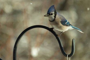 Bu güzel mavi karga bu resimdeki metal kancaya tünemişti. Bu kuşun etrafına kar taneleri yağıyor. Tüylerinin renkleri göze çarpıyor. Mohawk 'ı dimdik ayakta duruyor..