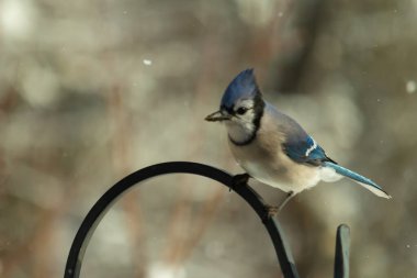 Bu güzel mavi karga bu resimdeki metal kancaya tünemişti. Bu kuşun etrafına kar taneleri yağıyor. Tüylerinin renkleri göze çarpıyor. Mohawk 'ı dimdik ayakta duruyor..