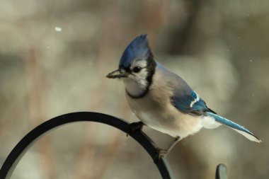 Bu güzel mavi karga bu resimdeki metal kancaya tünemişti. Bu kuşun etrafına kar taneleri yağıyor. Tüylerinin renkleri göze çarpıyor. Mohawk 'ı dimdik ayakta duruyor..