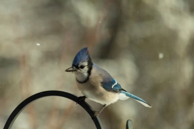 Bu güzel mavi karga bu resimdeki metal kancaya tünemişti. Bu kuşun etrafına kar taneleri yağıyor. Tüylerinin renkleri göze çarpıyor. Mohawk 'ı dimdik ayakta duruyor..