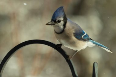 Bu güzel mavi karga bu resimdeki metal kancaya tünemişti. Bu kuşun etrafına kar taneleri yağıyor. Tüylerinin renkleri göze çarpıyor. Mohawk 'ı dimdik ayakta duruyor..