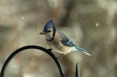 Bu güzel mavi karga bu resimdeki metal kancaya tünemişti. Bu kuşun etrafına kar taneleri yağıyor. Tüylerinin renkleri göze çarpıyor. Mohawk 'ı dimdik ayakta duruyor..