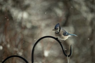 Bu güzel mavi karga bu resimdeki metal kancaya tünemişti. Bu kuşun etrafına kar taneleri yağıyor. Tüylerinin renkleri göze çarpıyor. Mohawk 'ı dimdik ayakta duruyor..