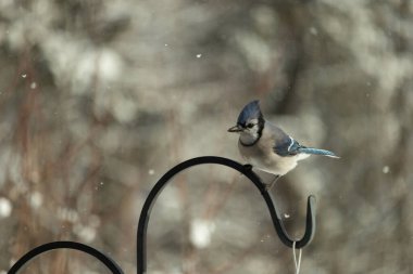 Bu güzel mavi karga bu resimdeki metal kancaya tünemişti. Bu kuşun etrafına kar taneleri yağıyor. Tüylerinin renkleri göze çarpıyor. Mohawk 'ı dimdik ayakta duruyor..
