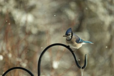 Bu güzel mavi karga bu resimdeki metal kancaya tünemişti. Bu kuşun etrafına kar taneleri yağıyor. Tüylerinin renkleri göze çarpıyor. Mohawk 'ı dimdik ayakta duruyor..