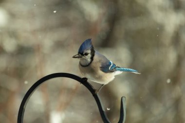 Bu güzel mavi karga bu resimdeki metal kancaya tünemişti. Bu kuşun etrafına kar taneleri yağıyor. Tüylerinin renkleri göze çarpıyor. Mohawk 'ı dimdik ayakta duruyor..