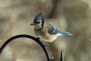 Bu güzel mavi karga bu resimdeki metal kancaya tünemişti. Bu kuşun etrafına kar taneleri yağıyor. Tüylerinin renkleri göze çarpıyor. Mohawk 'ı dimdik ayakta duruyor..