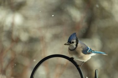 Bu güzel mavi karga bu resimdeki metal kancaya tünemişti. Bu kuşun etrafına kar taneleri yağıyor. Tüylerinin renkleri göze çarpıyor. Mohawk 'ı dimdik ayakta duruyor..