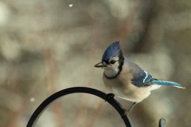 Bu güzel mavi karga bu resimdeki metal kancaya tünemişti. Bu kuşun etrafına kar taneleri yağıyor. Tüylerinin renkleri göze çarpıyor. Mohawk 'ı dimdik ayakta duruyor..