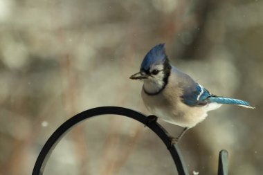 Bu güzel mavi karga bu resimdeki metal kancaya tünemişti. Bu kuşun etrafına kar taneleri yağıyor. Tüylerinin renkleri göze çarpıyor. Mohawk 'ı dimdik ayakta duruyor..