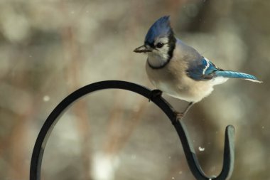 Bu güzel mavi karga bu resimdeki metal kancaya tünemişti. Bu kuşun etrafına kar taneleri yağıyor. Tüylerinin renkleri göze çarpıyor. Mohawk 'ı dimdik ayakta duruyor..