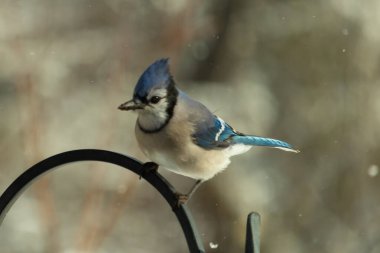 Bu güzel mavi karga bu resimdeki metal kancaya tünemişti. Bu kuşun etrafına kar taneleri yağıyor. Tüylerinin renkleri göze çarpıyor. Mohawk 'ı dimdik ayakta duruyor..