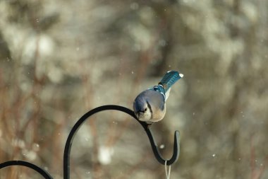 Bu güzel mavi karga bu resimdeki metal kancaya tünemişti. Bu kuşun etrafına kar taneleri yağıyor. Tüylerinin renkleri göze çarpıyor. Mohawk 'ı dimdik ayakta duruyor..