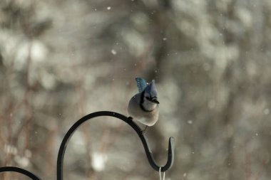 Bu güzel mavi karga bu resimdeki metal kancaya tünemişti. Bu kuşun etrafına kar taneleri yağıyor. Tüylerinin renkleri göze çarpıyor. Mohawk 'ı dimdik ayakta duruyor..