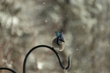 Bu güzel mavi karga bu resimdeki metal kancaya tünemişti. Bu kuşun etrafına kar taneleri yağıyor. Tüylerinin renkleri göze çarpıyor. Mohawk 'ı dimdik ayakta duruyor..