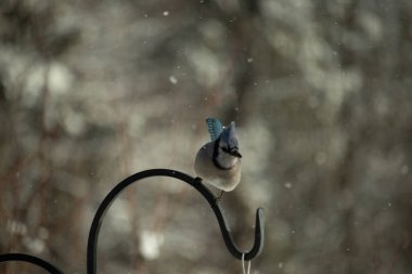 Bu güzel mavi karga bu resimdeki metal kancaya tünemişti. Bu kuşun etrafına kar taneleri yağıyor. Tüylerinin renkleri göze çarpıyor. Mohawk 'ı dimdik ayakta duruyor..