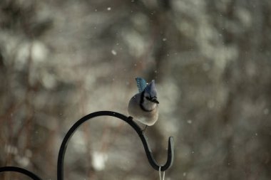 Bu güzel mavi karga bu resimdeki metal kancaya tünemişti. Bu kuşun etrafına kar taneleri yağıyor. Tüylerinin renkleri göze çarpıyor. Mohawk 'ı dimdik ayakta duruyor..