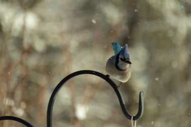 Bu güzel mavi karga bu resimdeki metal kancaya tünemişti. Bu kuşun etrafına kar taneleri yağıyor. Tüylerinin renkleri göze çarpıyor. Mohawk 'ı dimdik ayakta duruyor..