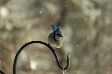 Bu güzel mavi karga bu resimdeki metal kancaya tünemişti. Bu kuşun etrafına kar taneleri yağıyor. Tüylerinin renkleri göze çarpıyor. Mohawk 'ı dimdik ayakta duruyor..