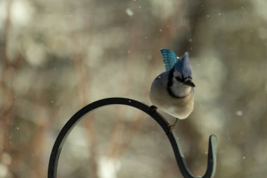 Bu güzel mavi karga bu resimdeki metal kancaya tünemişti. Bu kuşun etrafına kar taneleri yağıyor. Tüylerinin renkleri göze çarpıyor. Mohawk 'ı dimdik ayakta duruyor..
