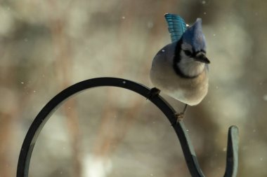 Bu güzel mavi karga bu resimdeki metal kancaya tünemişti. Bu kuşun etrafına kar taneleri yağıyor. Tüylerinin renkleri göze çarpıyor. Mohawk 'ı dimdik ayakta duruyor..