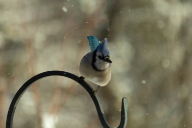 Bu güzel mavi karga bu resimdeki metal kancaya tünemişti. Bu kuşun etrafına kar taneleri yağıyor. Tüylerinin renkleri göze çarpıyor. Mohawk 'ı dimdik ayakta duruyor..
