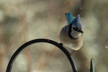 Bu güzel mavi karga bu resimdeki metal kancaya tünemişti. Bu kuşun etrafına kar taneleri yağıyor. Tüylerinin renkleri göze çarpıyor. Mohawk 'ı dimdik ayakta duruyor..