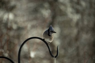 Bu güzel mavi karga bu resimdeki metal kancaya tünemişti. Bu kuşun etrafına kar taneleri yağıyor. Tüylerinin renkleri göze çarpıyor. Mohawk 'ı dimdik ayakta duruyor..