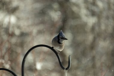 Bu güzel mavi karga bu resimdeki metal kancaya tünemişti. Bu kuşun etrafına kar taneleri yağıyor. Tüylerinin renkleri göze çarpıyor. Mohawk 'ı dimdik ayakta duruyor..
