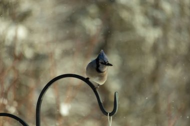 Bu güzel mavi karga bu resimdeki metal kancaya tünemişti. Bu kuşun etrafına kar taneleri yağıyor. Tüylerinin renkleri göze çarpıyor. Mohawk 'ı dimdik ayakta duruyor..