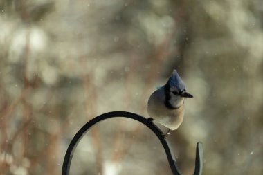 Bu güzel mavi karga bu resimdeki metal kancaya tünemişti. Bu kuşun etrafına kar taneleri yağıyor. Tüylerinin renkleri göze çarpıyor. Mohawk 'ı dimdik ayakta duruyor..